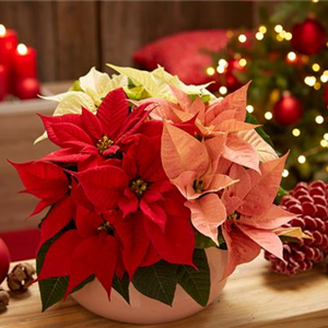 WEIHNACHTSSTERNE ÜBERALL!