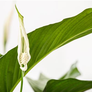 ZIMMERPFLANZEN IN WEISS