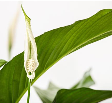 ZIMMERPFLANZEN IN WEISS ZIMMERPFLANZEN IN WEISS