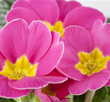 APRIL, APRIL – DER MACHT WAS ER WILL! APRIL, APRIL – DER MACHT WAS ER WILL!