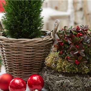 IMMERGRüNE OUTDOORSTARS