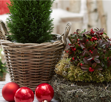 IMMERGRüNE OUTDOORSTARS