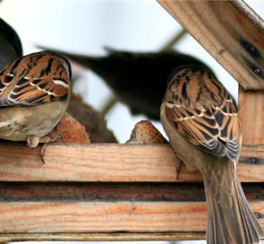 FETTFUTTER FüR VöGEL FETTFUTTER FüR VöGEL