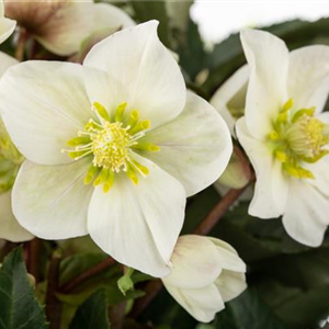 WEISSE WINTER-SCHöNHEITEN