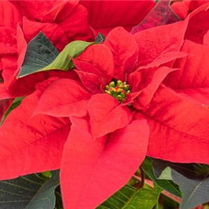 ZAUBERHAFTE WEIHNACHTSSTERNE!