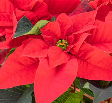 ZAUBERHAFTE WEIHNACHTSSTERNE!