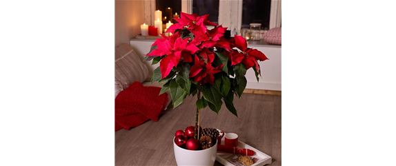 ZAUBERHAFTE WEIHNACHTSSTERNE!