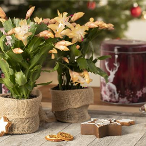 ZIMMERPFLANZEN FÜR DEIN ZUHAUSE