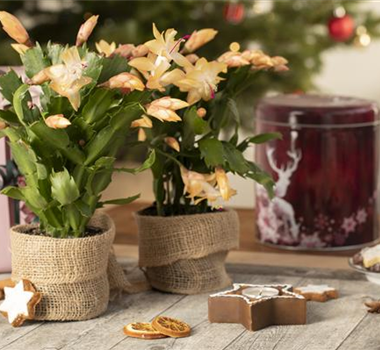 ZIMMERPFLANZEN FÜR DEIN ZUHAUSE