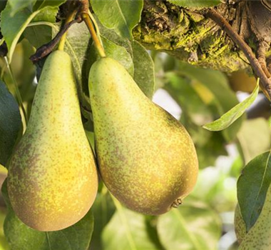 OBSTGARTEN FÜR KINDER