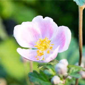 PFLANZE DES MONATS AUGUST: HERBSTANEMONE