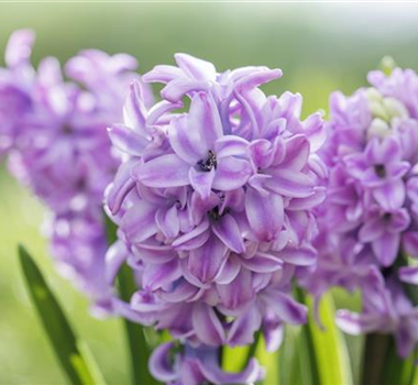 BUNTE FRÜHLINGSBLÜHER FÜR DRAUßEN  BUNTE FRÜHLINGSBLÜHER FÜR DRAUßEN