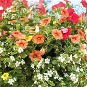 HäNGENDE GäRTEN FüR DEN BALKON