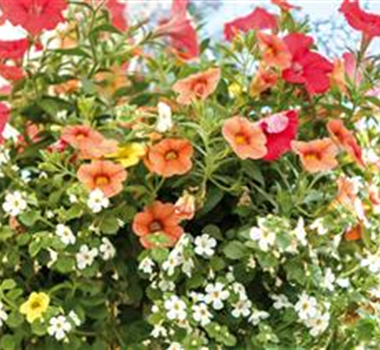 HäNGENDE GäRTEN FüR DEN BALKON HäNGENDE GäRTEN FüR DEN BALKON