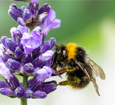 WO SICH HUMMELN TUMMELN WO SICH HUMMELN TUMMELN