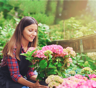 DIE SCHöNSTEN HORTENSIEN & BEGLEITER.