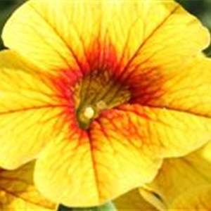 PFLANZE DES MONATS MAI: ZAUBERGLÖCKCHEN