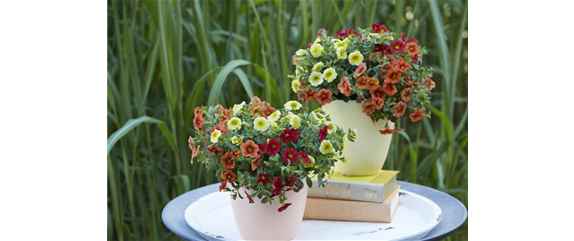 PFLANZE DES MONATS MAI: ZAUBERGLÖCKCHEN