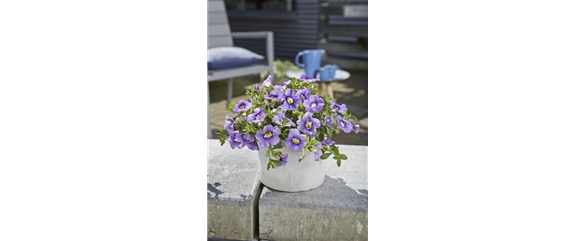 PFLANZE DES MONATS MAI: ZAUBERGLÖCKCHEN