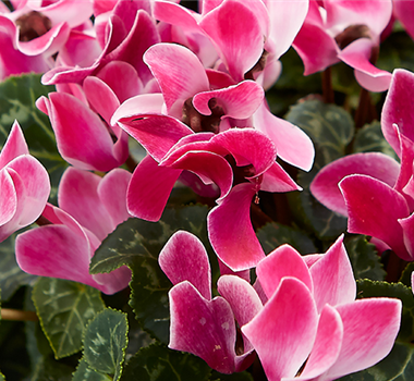 HALLO HERBST! HALLO HERBST!