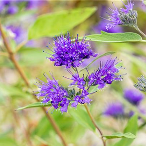 BARTBLUME