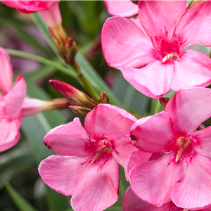 Oleander