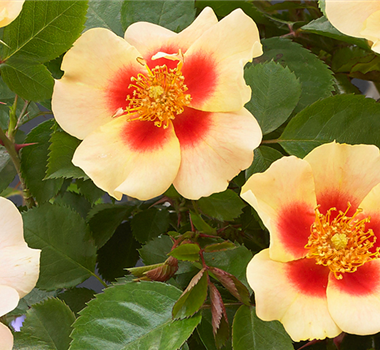 INSEKTENFREUNDLICHER ROSENGARTEN!