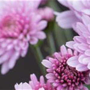 CHRYSANTHEME