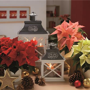 WEIHNACHTSFREUDE üBERALL!