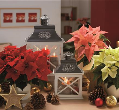 WEIHNACHTSFREUDE üBERALL! WEIHNACHTSFREUDE üBERALL!