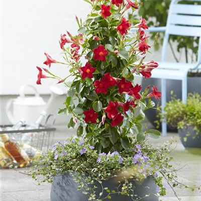 PFLANZE DES MONATS APRIL: DIPLADENIE