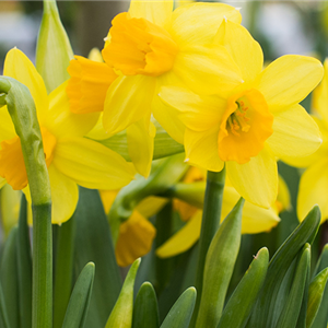 PFLANZE DES MONATS FEBRUAR: NARZISSE