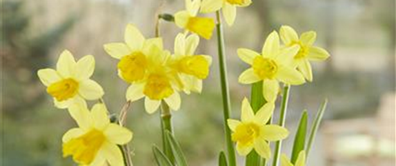 PFLANZE DES MONATS FEBRUAR: NARZISSE