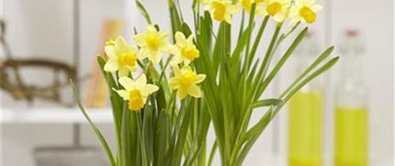 PFLANZE DES MONATS FEBRUAR: NARZISSE