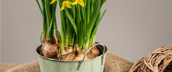 PFLANZE DES MONATS FEBRUAR: NARZISSE