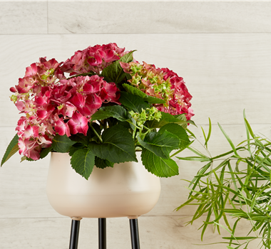 BLUMIGE OSTERN! BLUMIGE OSTERN!