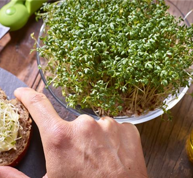 Grüner Daumen trifft Gartenjahr Grüner Daumen trifft Gartenjahr