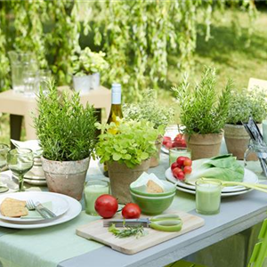 PFLANZE DER WOCHE: ROSMARIN