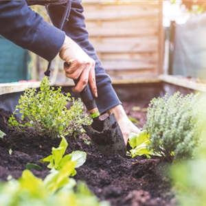 EIN HOCH AUF'S HOCHBEET! 