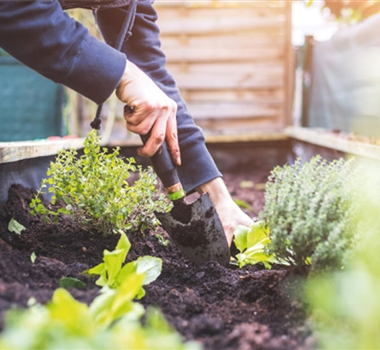 EIN HOCH AUF'S HOCHBEET! 