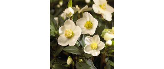 SCHöNE CHRISTROSEN!