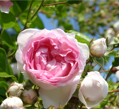 WER IST DIE SCHöNSTE IM LAND? WER IST DIE SCHöNSTE IM LAND?