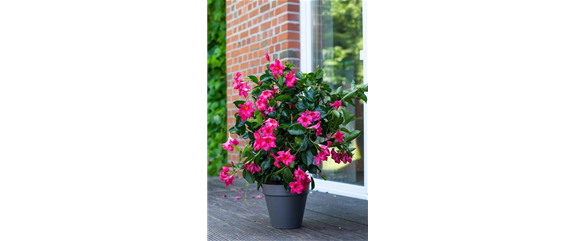 PFLANZE DES MONATS APRIL: DIPLADENIE