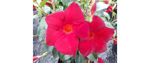 PFLANZE DES MONATS APRIL: DIPLADENIE