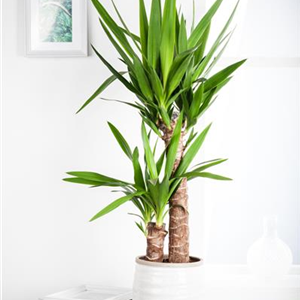 PFLEGELEICHTE ZIMMERPFLANZEN!