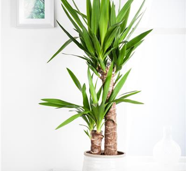 PFLEGELEICHTE ZIMMERPFLANZEN!