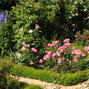 ROSEN & IHRE BEGLEITER!