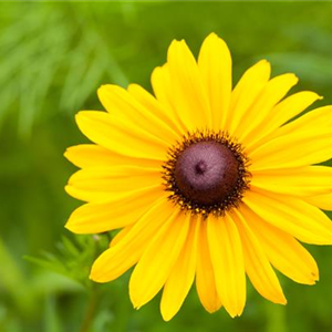 Sonnenhut Rudbeckia