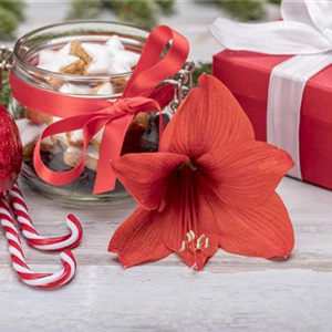 PRACHTVOLLE STERNE! DEKORATIONSWUNDER AMARYLLIS.