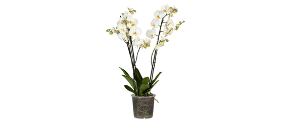 Phalaenopsis 